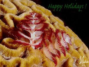 Happy Holidays!!!!!! This image of Christmas Tree Worms w... by Steven Anderson 